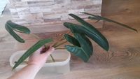 Philodendron Billietiae Ableger Steckling Bayern - Traitsching Vorschau