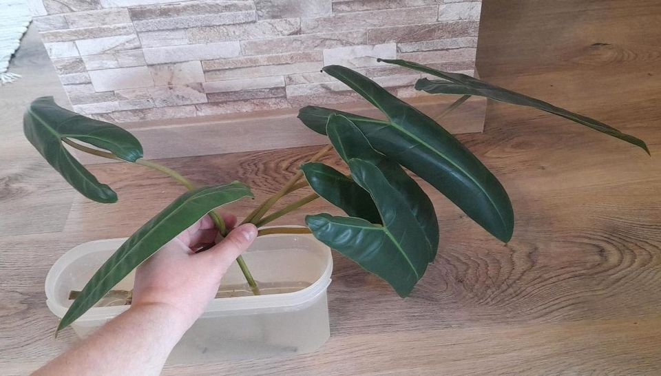 Philodendron Billietiae Ableger Steckling in Traitsching