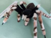 Spinne Halloween Deko LifelikeSpiderArt Plush Tier Rheinland-Pfalz - Koblenz Vorschau