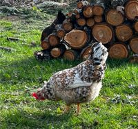 Bruteier: Isländisches Landnahmehuhn Baden-Württemberg - Mudau Vorschau