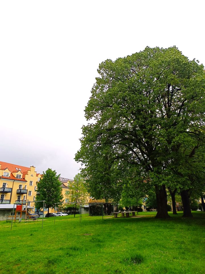 Entzückende Hochparterrewohnung, 37qm, mit tollem Blick in den parkähnlichen sehr großen Innenhof mit viel Grün, zentral in der Stadt gelegen. in Augsburg