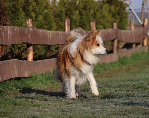 Gehst du mit Balou den Weg in ein neues Leben? in Mengkofen