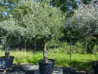 Olivenbaum Olea Europaea knorrige urige Olive winterhart, Nordrhein-Westfalen - Goch Vorschau