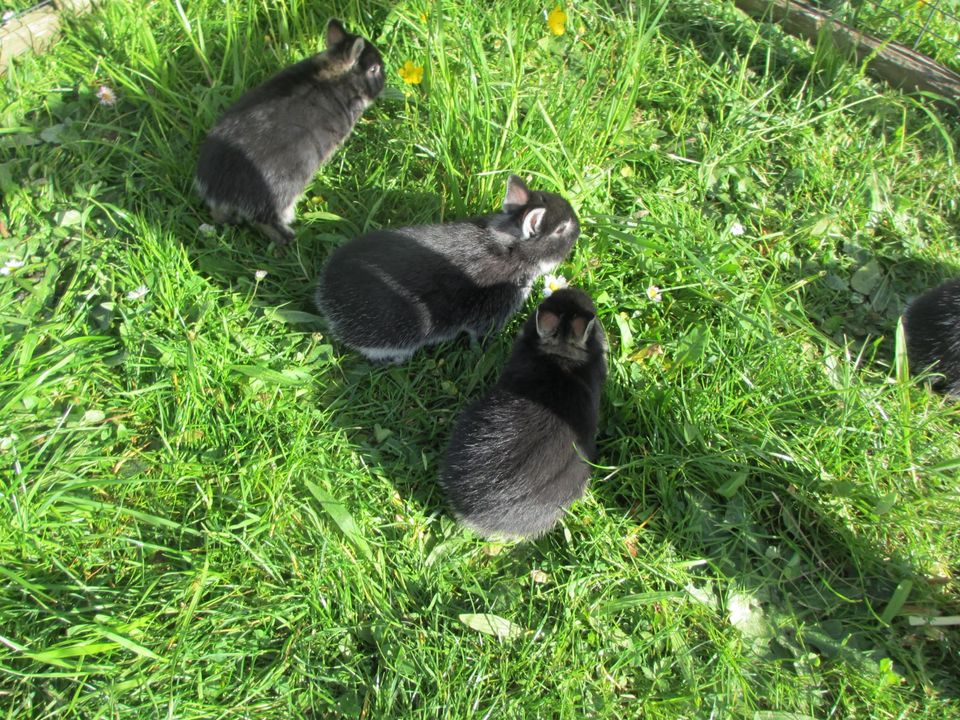 Mini Baby Zwerghasen Zwergkaninchen Löwenköpfchen Farbenzwerg in Osterberg