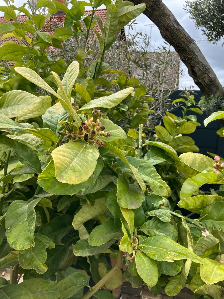 Orangenbäume Zitronenbäume Clementine Kumquat uvm Aktion in Neuenburg am Rhein