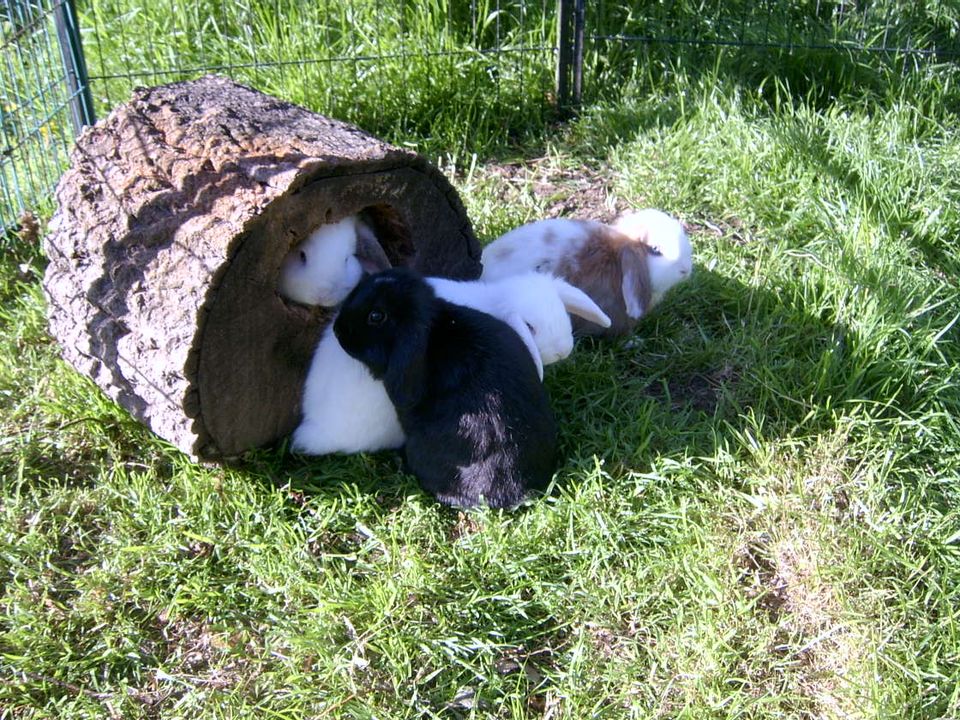 Zwergkaninchen,Zwergwidder,Farbenzwerge,Löwenköpfchen,Kastrat in Eisenach