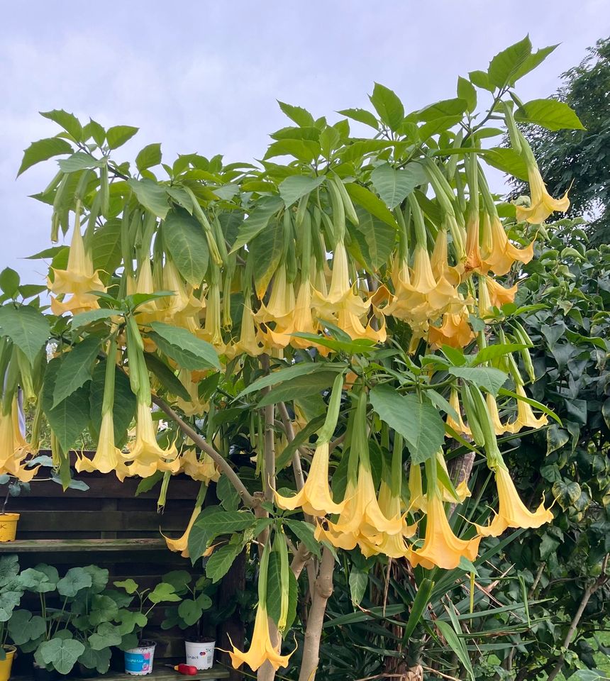 Engelstrompete gelb Trompetenbaum Brugmansia in Friedberg (Hessen)