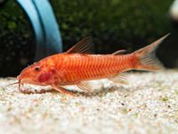 Rote Panzerwelse Aspidoras C125 Red Corydoras Sachsen-Anhalt - Frose Vorschau