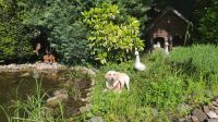 Labradorhündin - ein toller Hund sucht ein tolles Zuhause Nordrhein-Westfalen - Castrop-Rauxel Vorschau