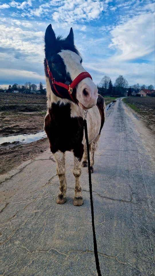 Reitbeteiligung zu vergeben in Niederkrüchten