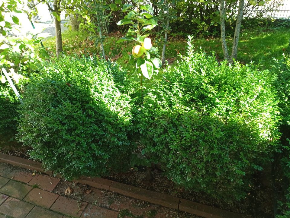 Buchsbaum, Sträucher und Pflanzen aus Gartenumgestaltung in Wittmund