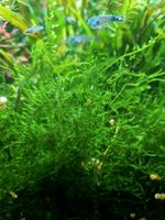 Aquarium Moos/Taxiphyllum, Cryptocoryne und Hornkraut Bayern - Augsburg Vorschau