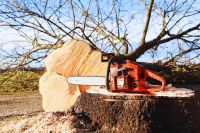 Baumfällungen, Gartenpflege, Sturmschäden Berlin - Köpenick Vorschau