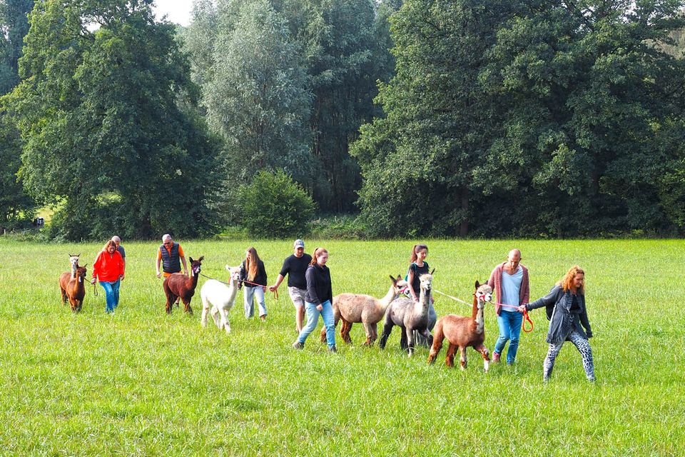 Alpaka Flauschwochenende Düsseldorf Brüggen Krefeld in Niederkrüchten