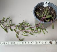 Othonna capensis Ruby Necklace Sukkulent Zimmerpflanze Pflanze Nordrhein-Westfalen - Hagen Vorschau