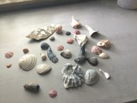 Muscheln aus Florida Baden-Württemberg - Filderstadt Vorschau