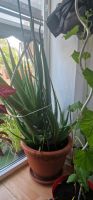 Aloe Vera Pflanze mit Ableger Kiel - Ellerbek-Wellingdorf Vorschau