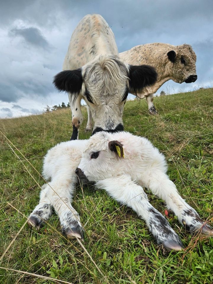 White Galloway/ Galloway/ Jungbulle/ Bio in Burgsinn