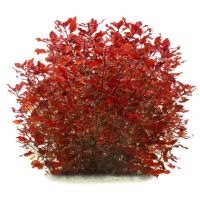 Ludwigia palustris „Super Red“ Berlin - Marzahn Vorschau