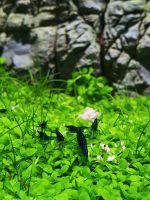 Neocaridina Davidi  Blue dream Garnelen Schleswig-Holstein - Sarlhusen Vorschau