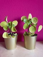 2 Pilea Money Trees Zimmerpflanze Baum Pflanze Deko Schleswig-Holstein - Flensburg Vorschau