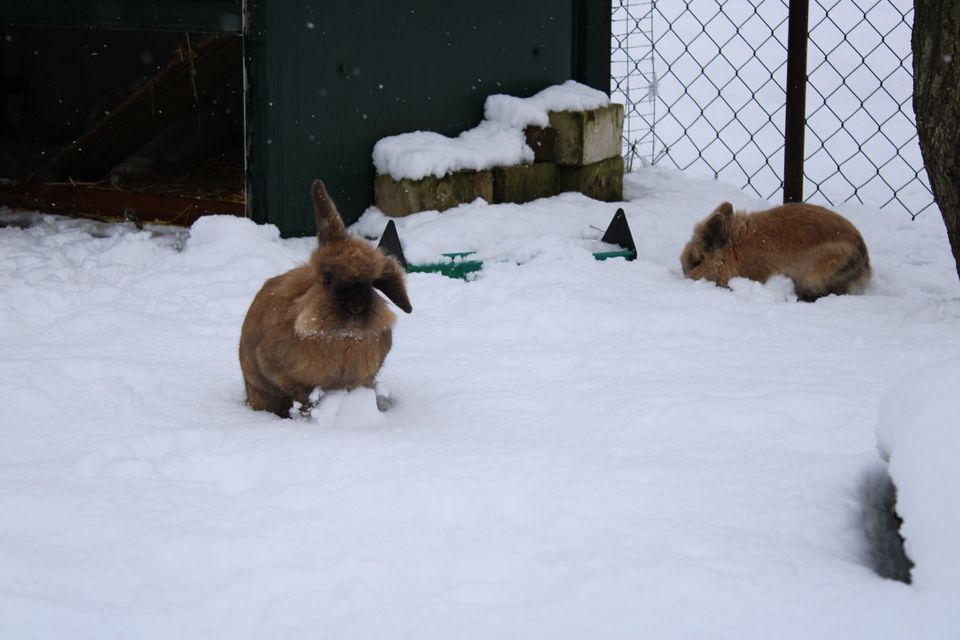4 liebenswerte Kaninchen in Greven
