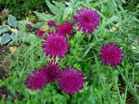 Mazedonische Witwenblume Knautia macedonica Staude winterhart Hessen - Liebenau Vorschau