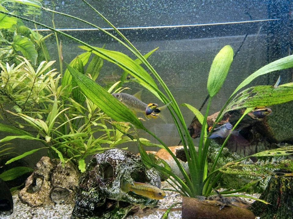 Aquarium Juwel 180 zu verkaufen in Ballenstedt