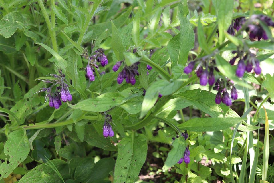 Estragon französischer scharf würzige Kräuter Staude winterhart in Beetzendorf