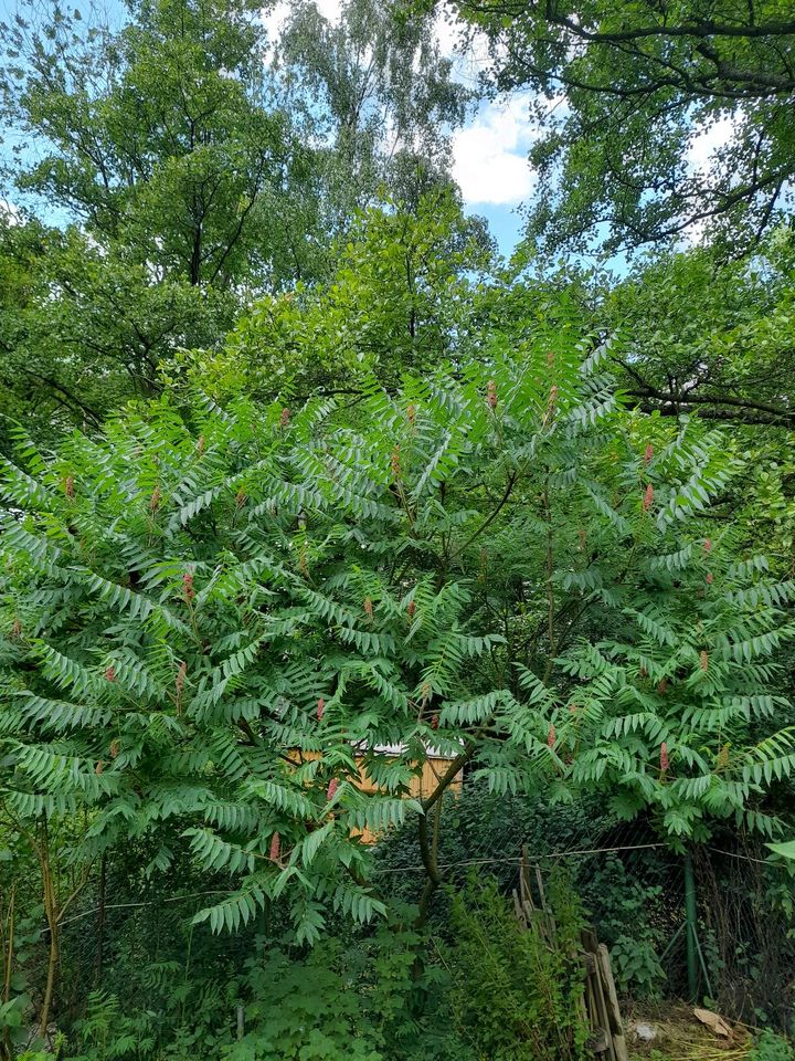 Essigbaum/Hirschkolbensumach "Rhus typhina" in Velbert