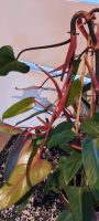 Rotblättriger Philodendron zimmerpflanze Nordrhein-Westfalen - Langerwehe Vorschau