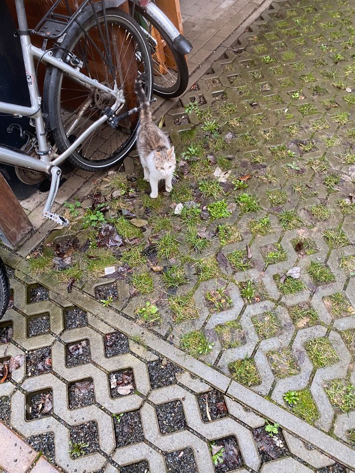 Katze gefunden in Leipzig