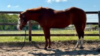 Quarter Horse Wallach / 9 Jahre / Reining & Cowhorse Niedersachsen - Oetzen Vorschau
