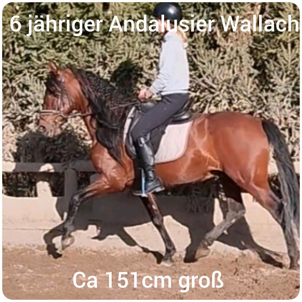 Andalusier Wallach , 6 jährig in Bad Mergentheim