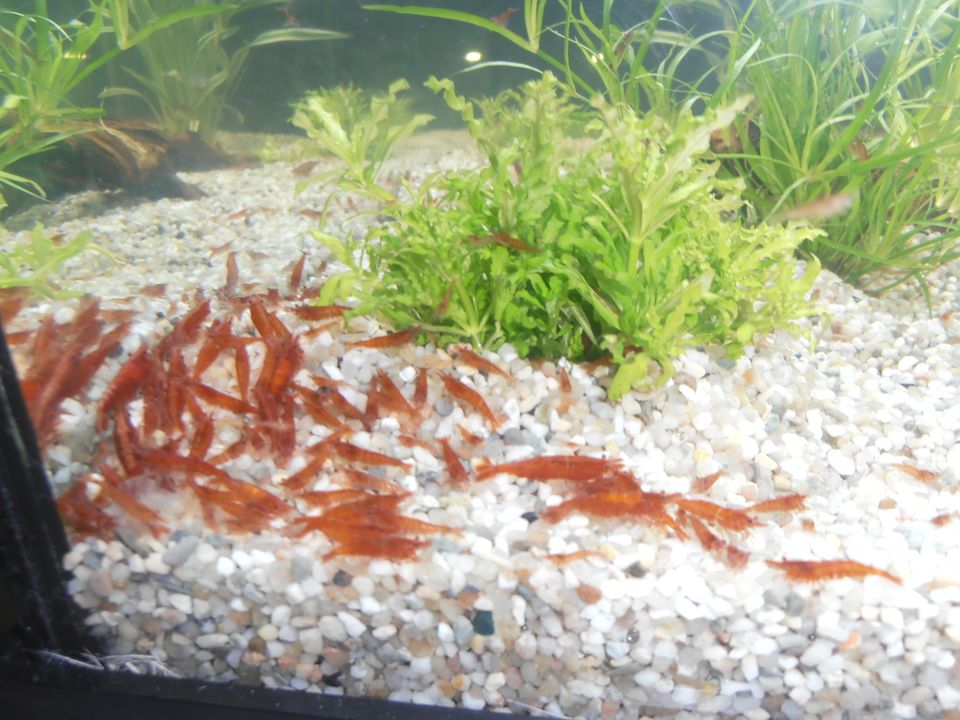 Aquarium, rote Zwerggarnelen Neocaridina red in Selm