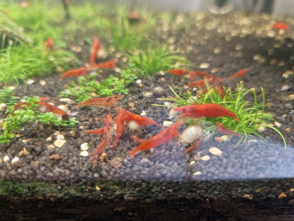 Neocaridina Garnelen, rote Garnelen, Aquarium in Boxberg