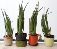 Aloe Vera Pflanzen zum Verkauf. Schön. Hamburg - Wandsbek Vorschau