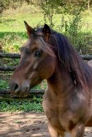Reitbeteiligung Pony Xanten Nordrhein-Westfalen - Xanten Vorschau