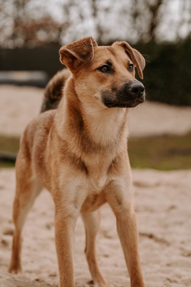 *Ruby* - ein Rohdiamant in Elmshorn