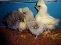 10 Eier von 100% US Silkies Seidenhühner mit 1-2 Showgirls Bayern - Oberkotzau Vorschau