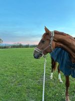 Pferd sucht Reiter Bayern - Dießen Vorschau