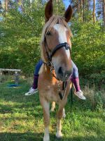 Trense Warmblut Brandenburg - Eggersdorf Vorschau