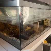 Aquarium 60L Niedersachsen - Rosdorf Vorschau