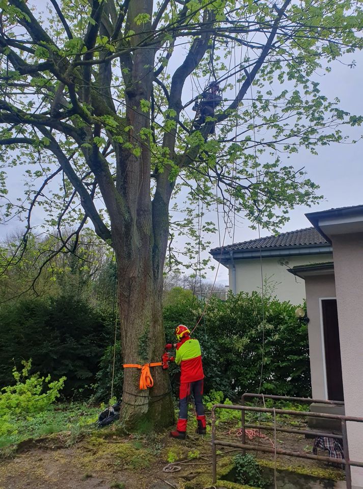 Baumfällung, Baumpflege, Sturmschaden, Kronenschnitt, Baum fällen in Euskirchen