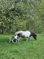 Partbred Shetlandpony Stute mit Fohlen Hessen - Heringen (Werra) Vorschau