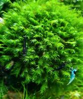 Fissidens Fontanus mini Aquariumpflanze Aquarienpflanze Moos Nordrhein-Westfalen - Bünde Vorschau