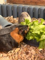 Urlaubsbetreuung für Meerschweinchen ❤️ Bayern - Karlshuld Vorschau