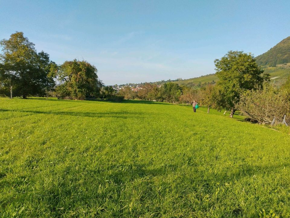 Wiese, Garten, Streuobstwiesen in Neuffen in BadenWürttemberg