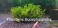 Fissidens Bucephalandra Nordrhein-Westfalen - Kürten Vorschau