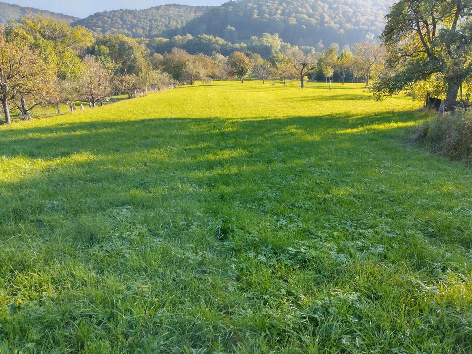 Wiese, Garten, Streuobstwiesen in Neuffen in BadenWürttemberg